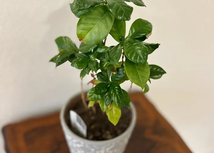 Διαμέρισμα Vogelsang